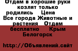 Отдам в хорошие руки козлят.только родились. › Цена ­ 20 - Все города Животные и растения » Отдам бесплатно   . Крым,Белогорск